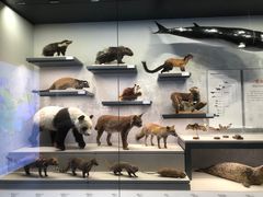 -四川大学博物馆
