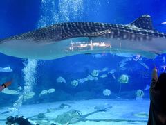 -烟台海昌鲸鲨海洋公园