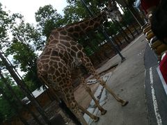 -清迈夜间动物园