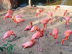 -清迈夜间动物园