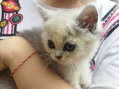 -宠爱国际动物医院· 猫科· 外科·中兽医(长白店)