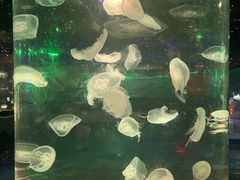 -太奥幻太奇海洋馆