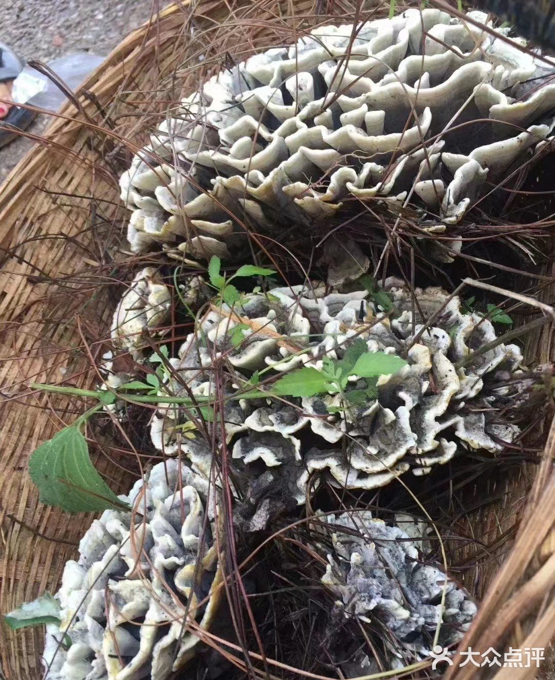 吃菌子火锅就到爱尚菌