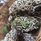 吃菌子火锅就到爱尚菌