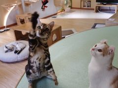 -猫和宫(六道口店)