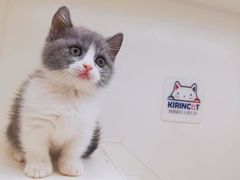 -十年猫舍·猫咪专门店(普陀店)