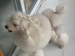 -BABYDOG宝贝狗宠物乐园(欧洲城店)