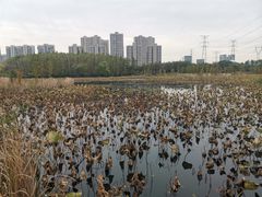 -昆山城市生态森林公园