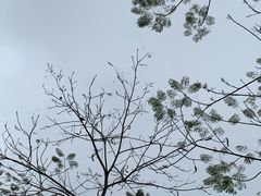 -华侨城湿地公园