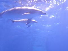 -多彩贵州城极地海洋世界