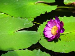 -国家植物园南园