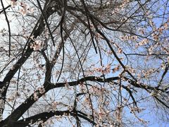 -桃花堤公园