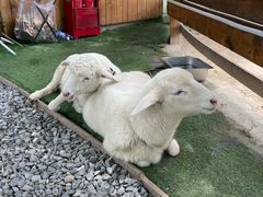 -HERRE·FARM 赫尔露营农场·团建聚会包场