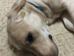 -翊宠yipet猫狗购宠庄园犬舍•猫舍