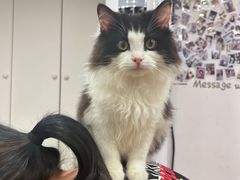 -楼上猫咖(罗湖店)