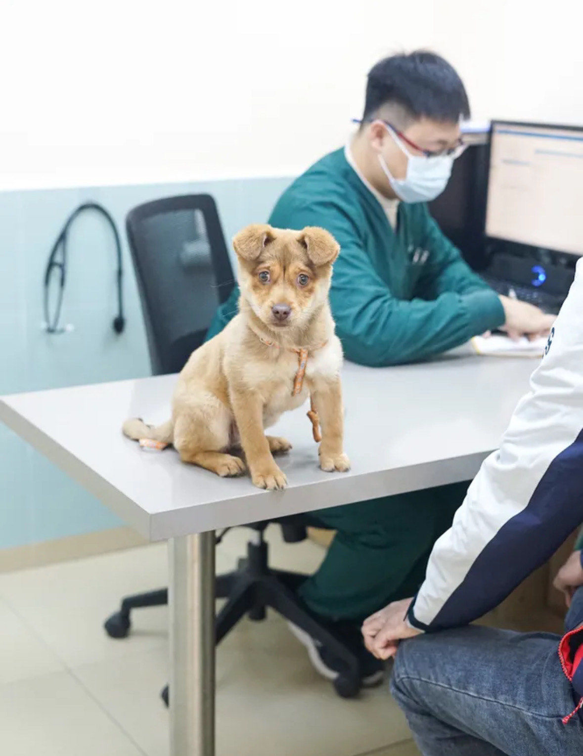 我的宠物医生梦想启航