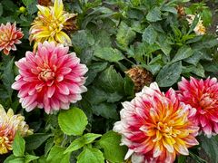 -阿尔丁植物园