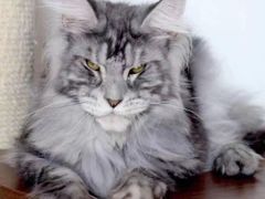 -十年猫舍·猫咪专门店(普陀店)