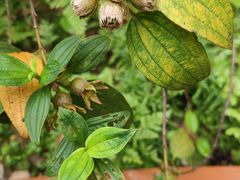 -广州神农草堂中医药博物馆