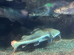 -太平洋海底世界