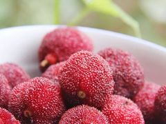 -同銮特种养殖场·龙虾垂钓