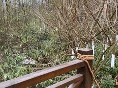 -桤木河湿地公园