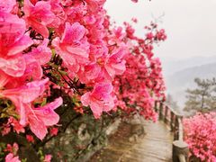 -木兰云雾山