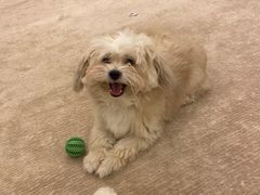 -天使宠物医院·犬猫分诊(彩虹店)