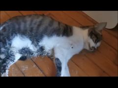 -爱派特动物医院·全科诊疗中心