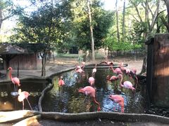 -清迈夜间动物园