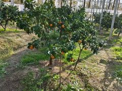 -前小桔亲子创意农场·草莓采摘·露营烧烤