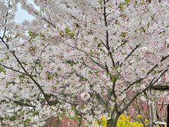 -南汇桃花村