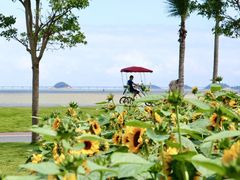 -野狸岛