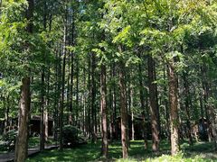 -黄海国家森林公园