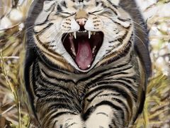 -太原东方动物医院(小店分院)