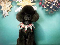 -读宠于你·约克夏比熊·睫角守宫·爬宠售卖(高新店)