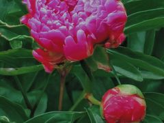 -黑龙江省森林植物园