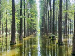 -渌洋湖湿地公园