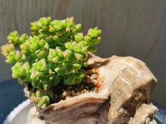 -87号烧烤海鲜·大排档(金沙滩店)