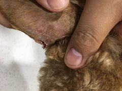 -佳雯宠物医院·皮肤科·内外科(春晓路分院)