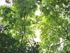 -上海佘山国家森林公园天马山园