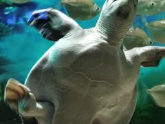 -秦皇岛新澳海底世界