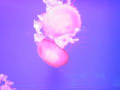 -多彩贵州城极地海洋世界