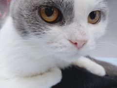 -创凡宠物医院·骨专科  猫科中心(西乡分院)