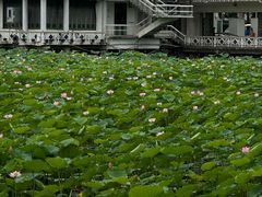 -荔湾湖公园