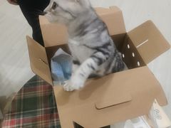 -喵zoo家庭繁育猫舍(尖东智能花园店)