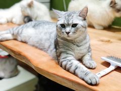 -猫亿天猫咖