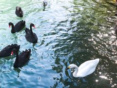 -长白岛森林公园