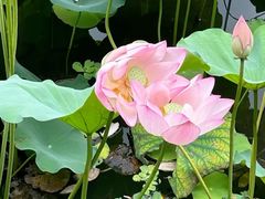 -荔湾湖公园