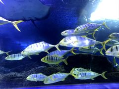 -青岛海底世界-水族馆